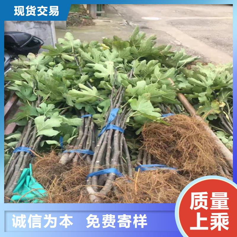 无花果【红颜草莓苗】产品细节参数