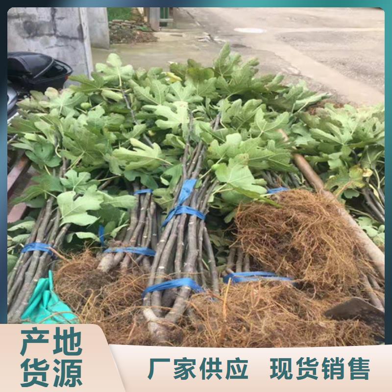 无花果_奥红一号精致工艺