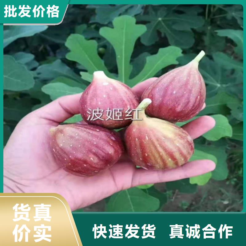 无花果,枣树苗源头厂家量大价优