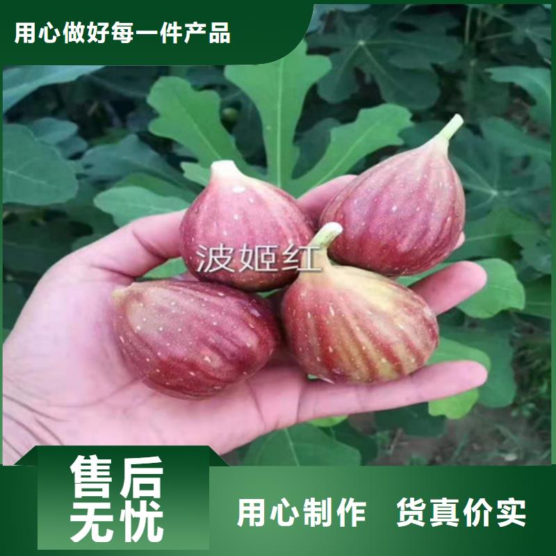 无花果樱桃树苗多年实力厂家