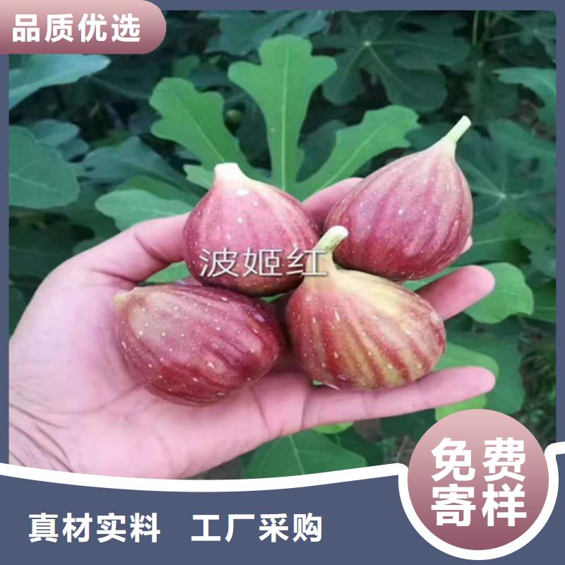 无花果冬枣苗优选好材铸造好品质