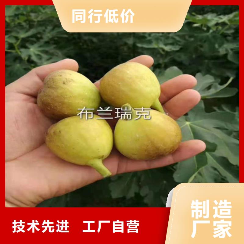 无花果_苹果苗粘木分类和特点