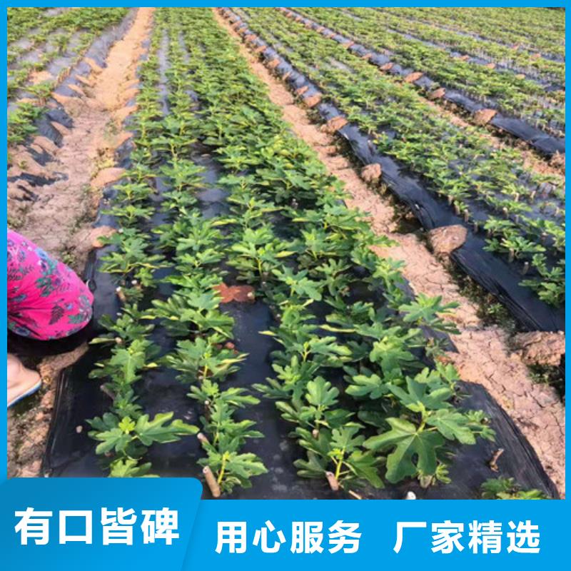 【无花果_樱桃树苗一手货源源头厂家】