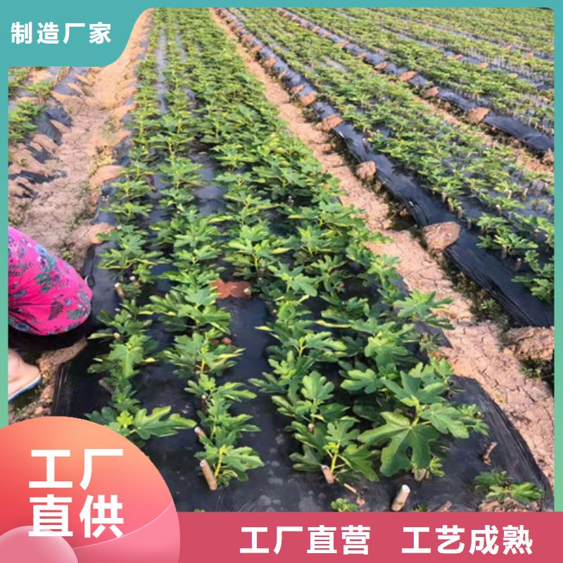 无花果大棚草莓苗欢迎来厂考察