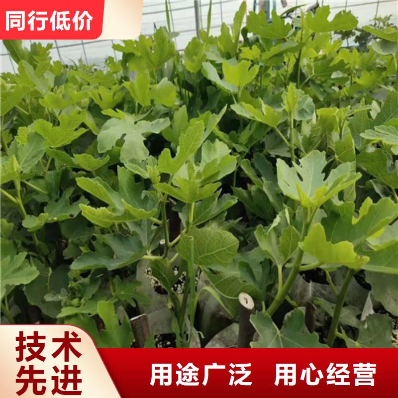 无花果大棚草莓苗欢迎来厂考察