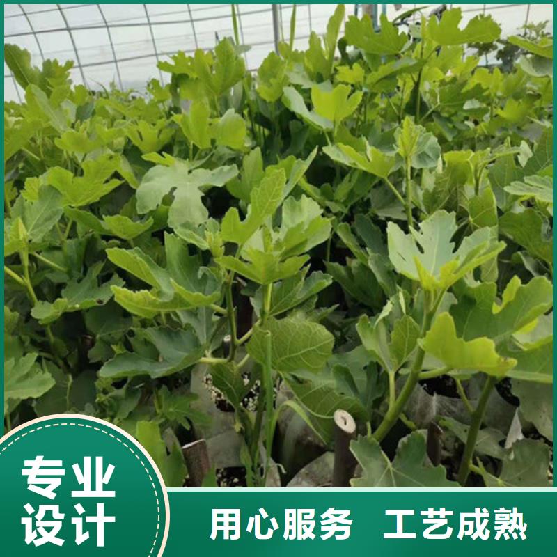 无花果大棚草莓苗欢迎来厂考察