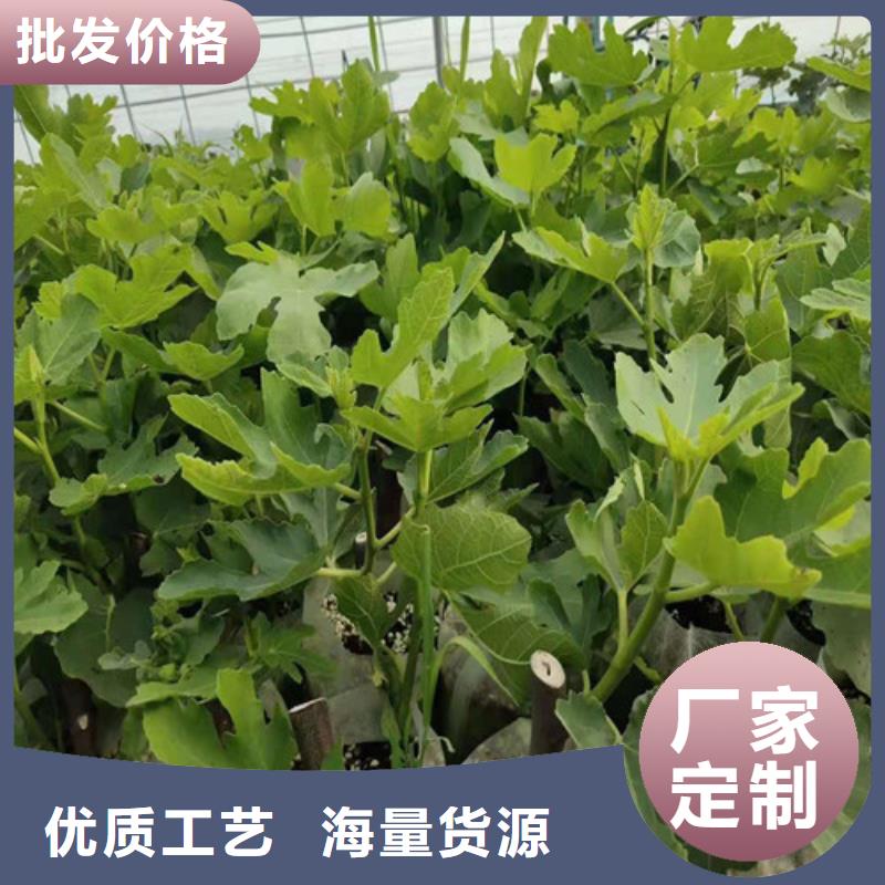 无花果山楂苗颜色尺寸款式定制