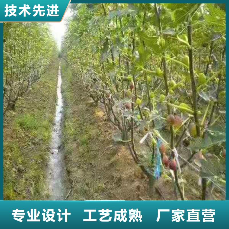 【无花果花椒苗价格低】