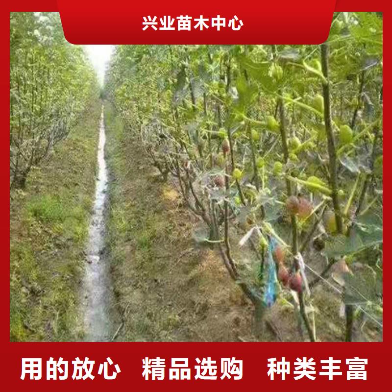 无花果_油桃苗市场报价