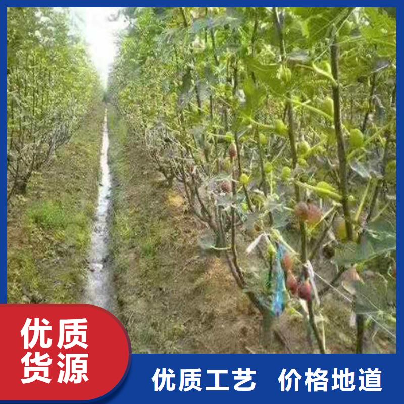 无花果【梨树苗】种类丰富