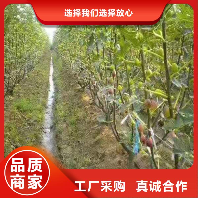 无花果苹果苗粘木大厂家实力看得见