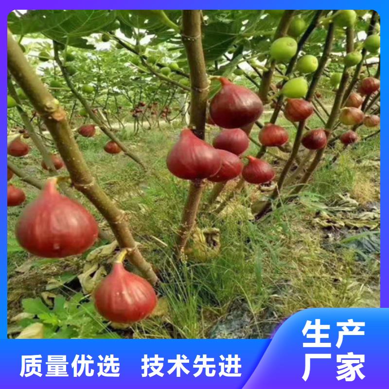 【无花果】无花果苗发货及时