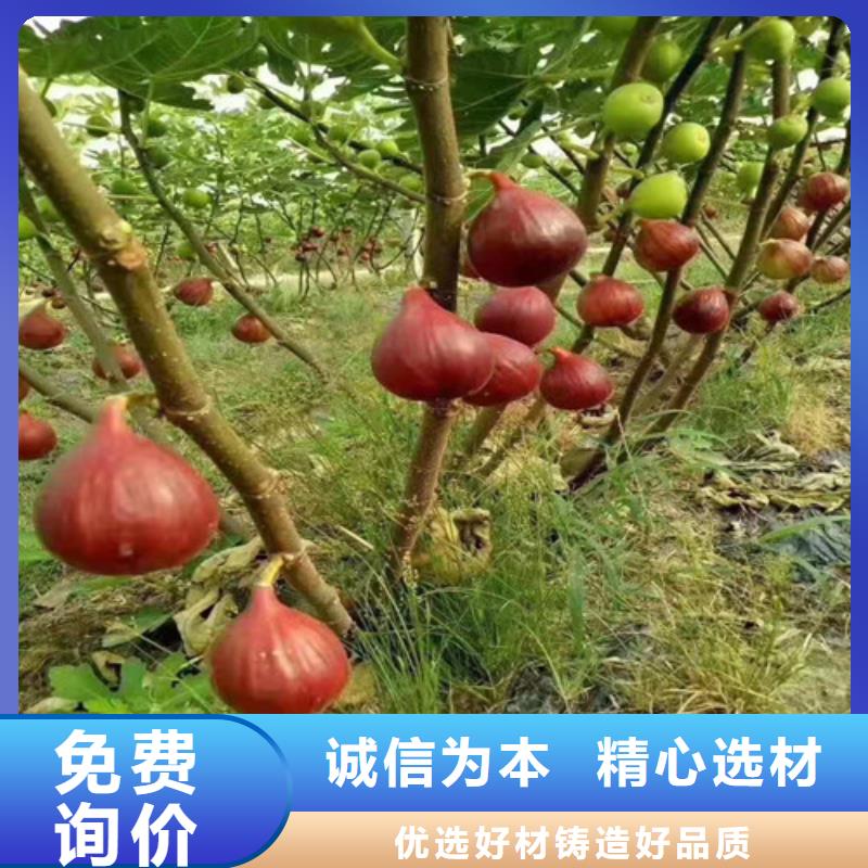 无花果苹果苗粘木大厂家实力看得见