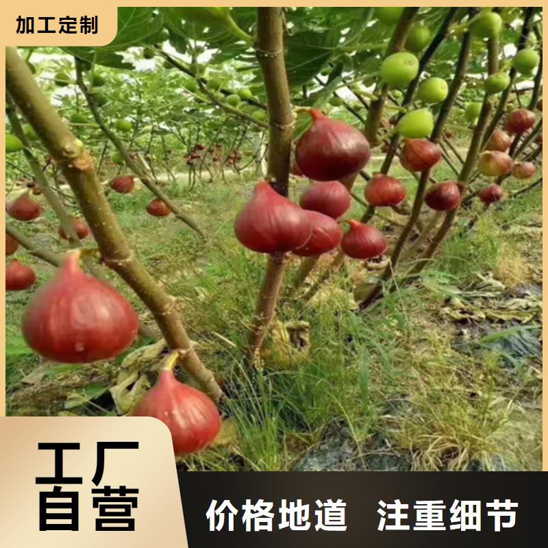 无花果-鲁樱三号樱桃实体厂家支持定制