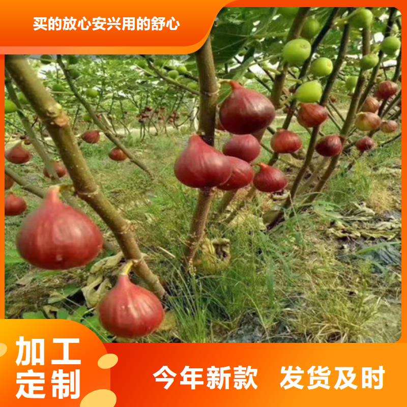 无花果_红耔山楂苗匠心工艺