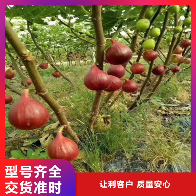 无花果-花椒苗多种规格供您选择