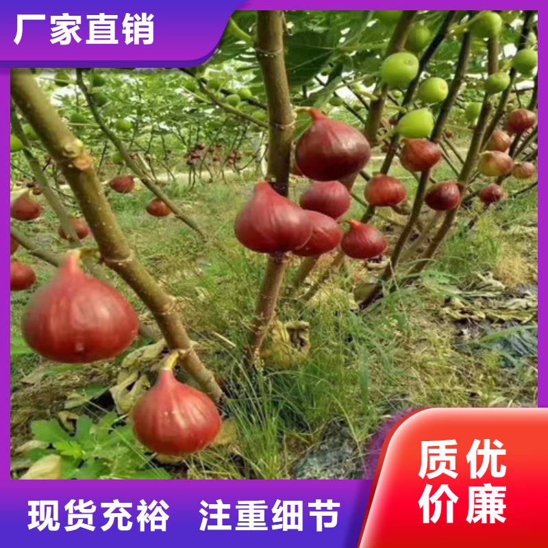 【无花果_樱桃树苗一手货源源头厂家】