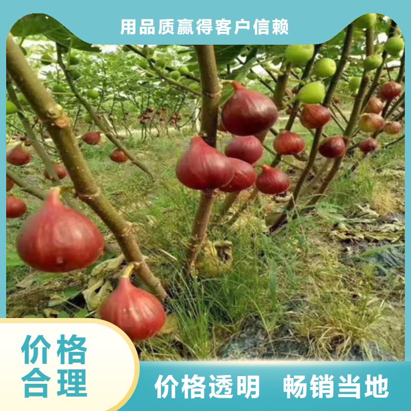 无花果-苹果苗品质信得过