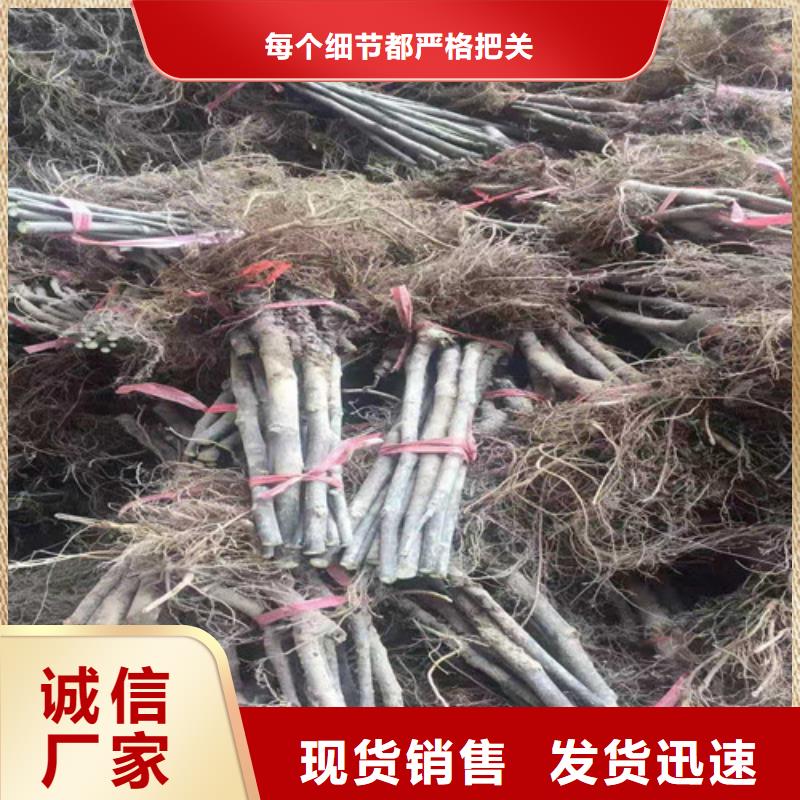 无花果,枣树苗源头厂家量大价优