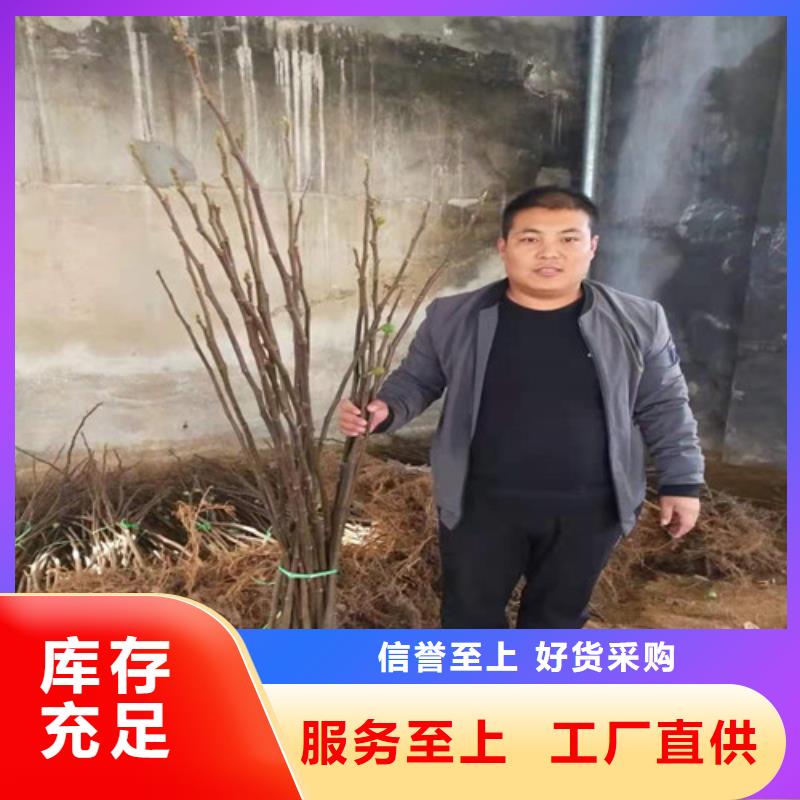 无花果樱桃树苗多年实力厂家