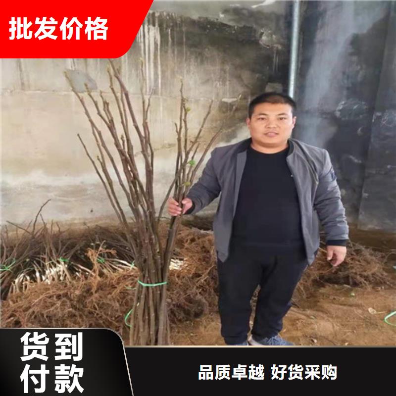 无花果冬枣苗优选好材铸造好品质