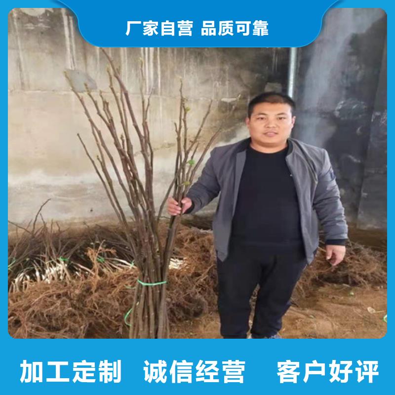 无花果香椿树苗检验发货