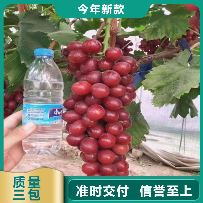 【葡萄苹果苗全品类现货】