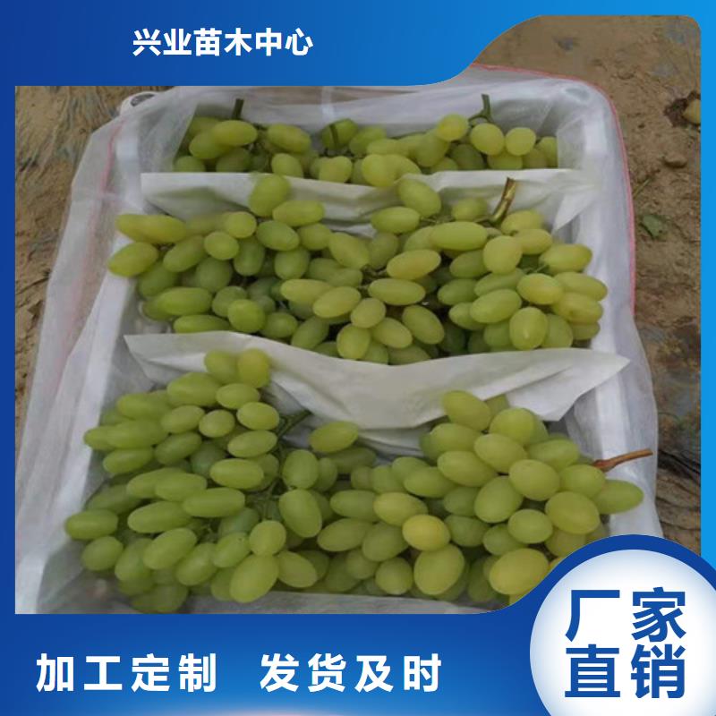 葡萄玉露香梨苗源头厂家量大价优