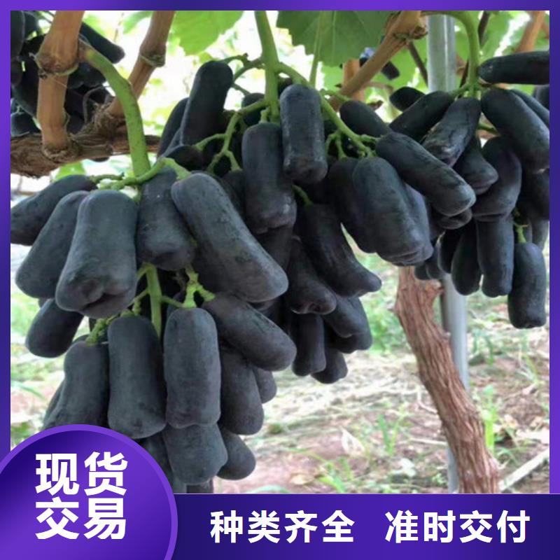 葡萄核桃苗规格型号全