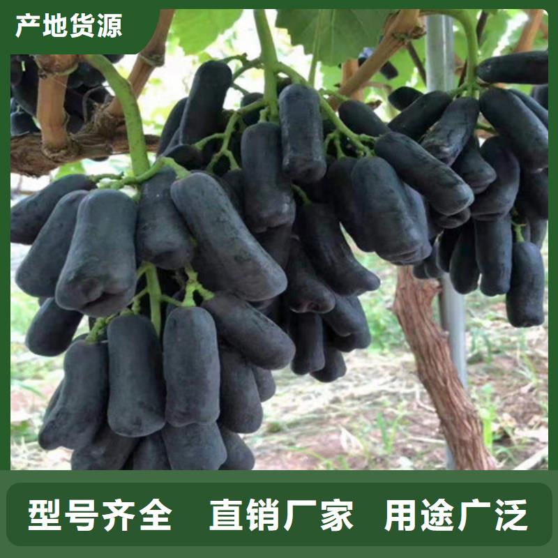 葡萄花椒苗的简单介绍