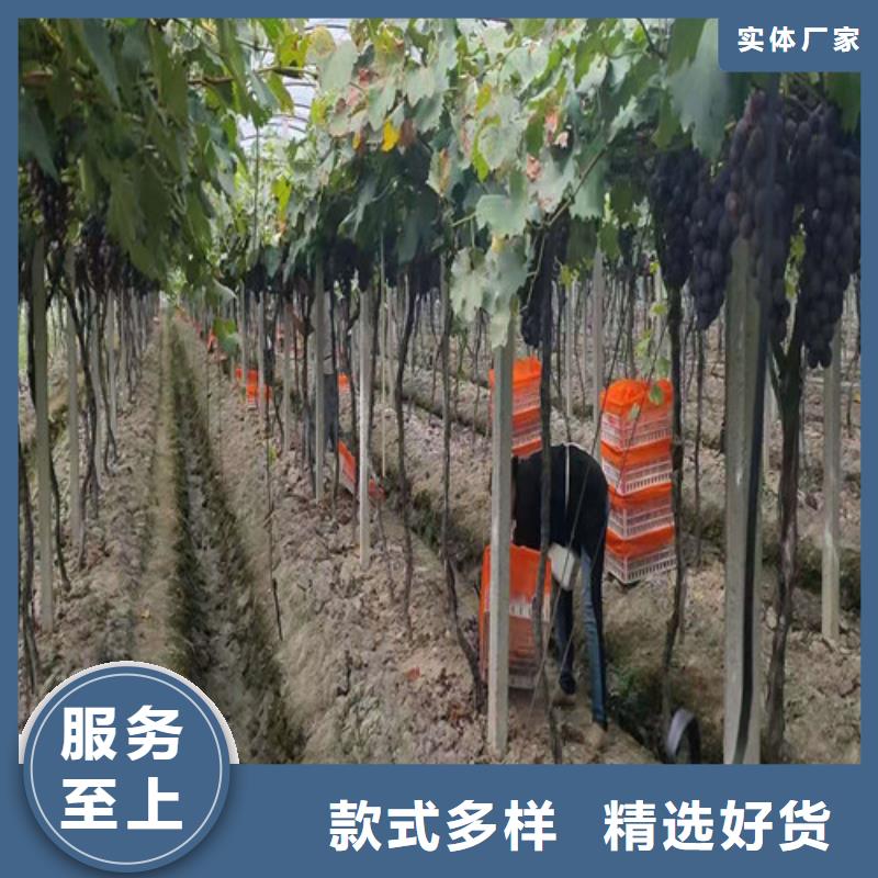 葡萄玉露香梨苗源头厂家量大价优