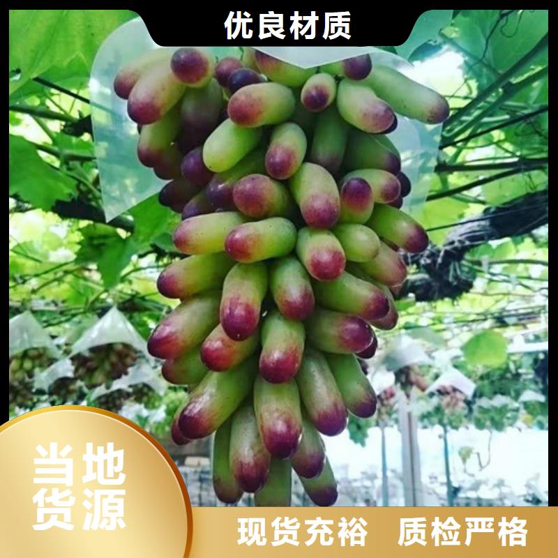 葡萄红耔山楂苗品质商家