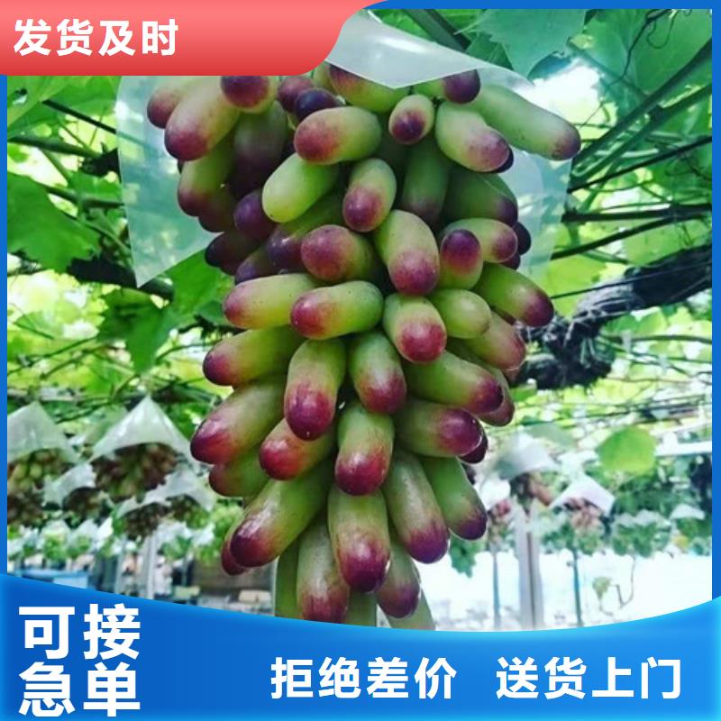 葡萄玉露香梨苗源头厂家量大价优