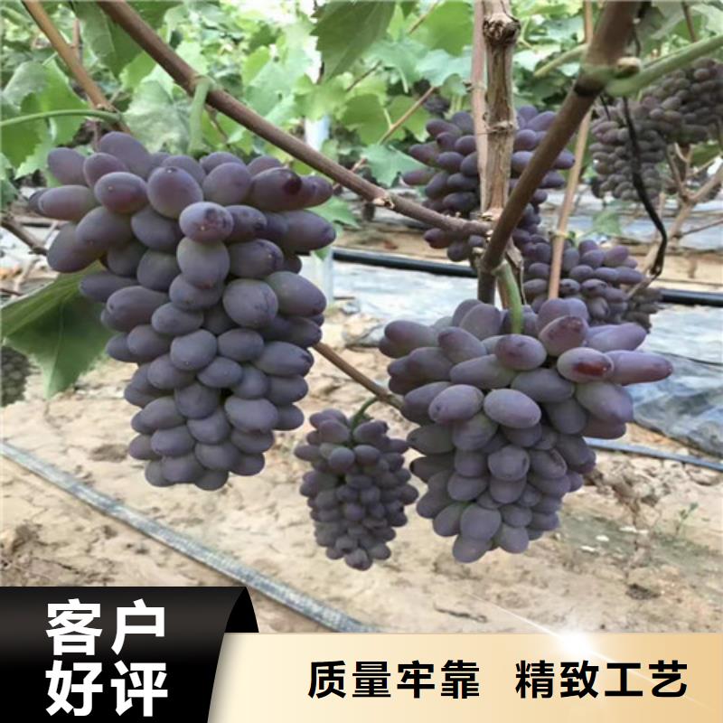 葡萄玉露香梨苗源头厂家量大价优