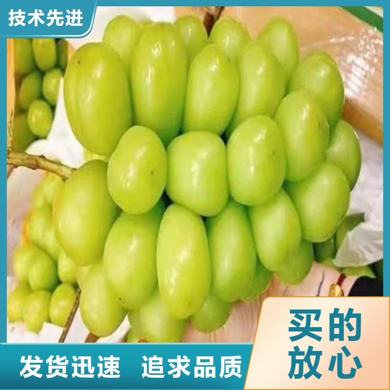 葡萄甜茶苗量大从优