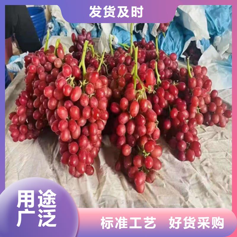 葡萄玉露香梨苗源头厂家量大价优