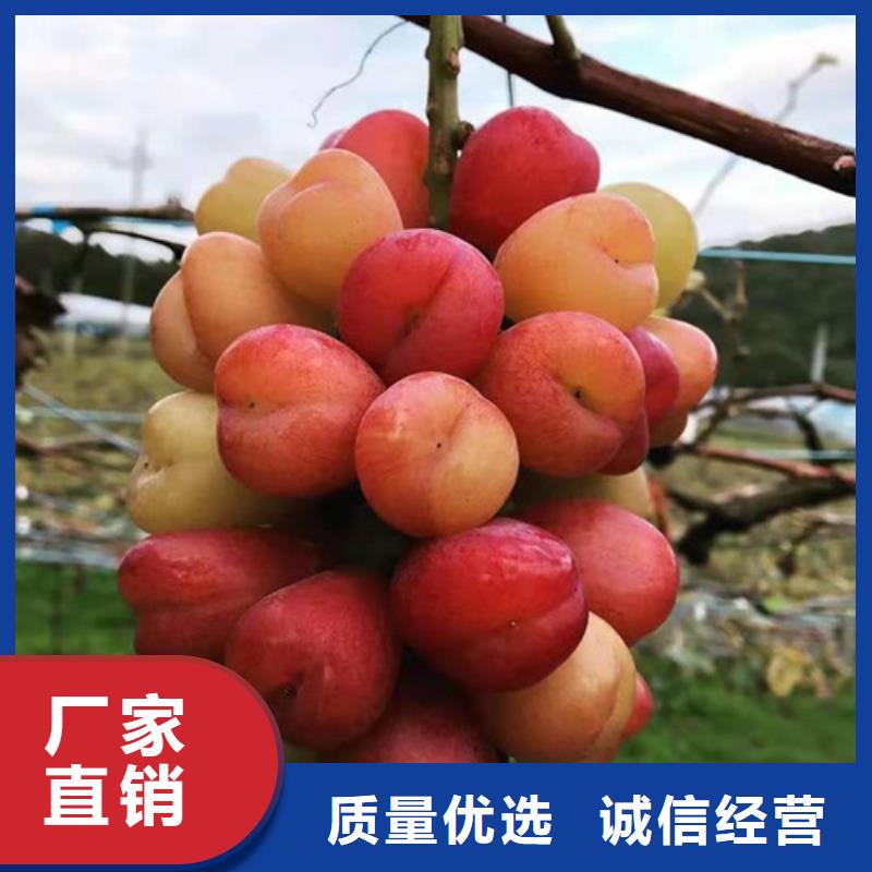 推荐商家【兴业】葡萄葡萄苗工艺精细质保长久