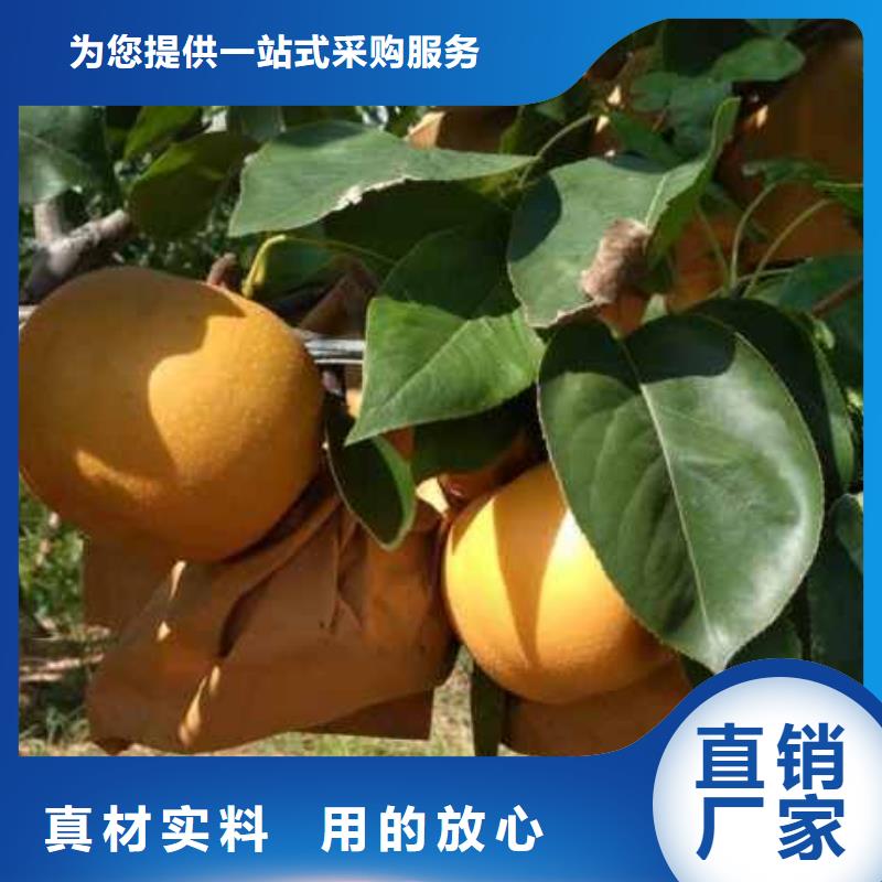 厂家批发价[华仁]梨红香酥梨树苗支持定制贴心售后