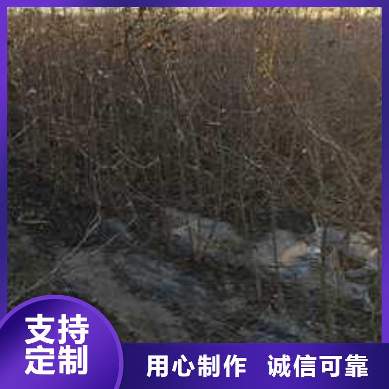 【杜梨_黄冠梨树苗厂家直销供货稳定】