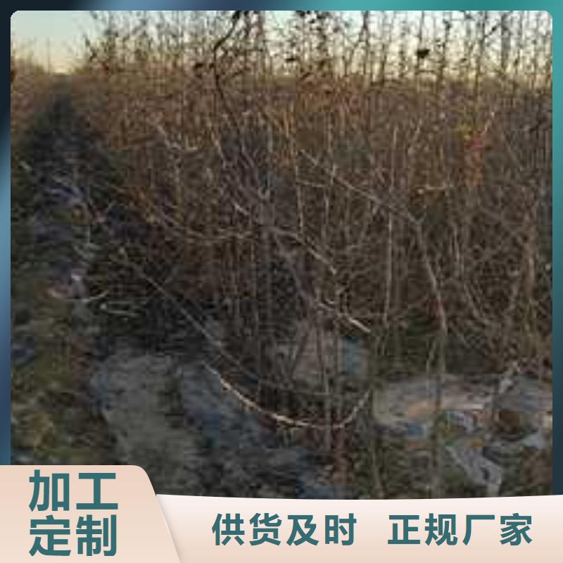 杜梨,梨树苗基地诚信为本