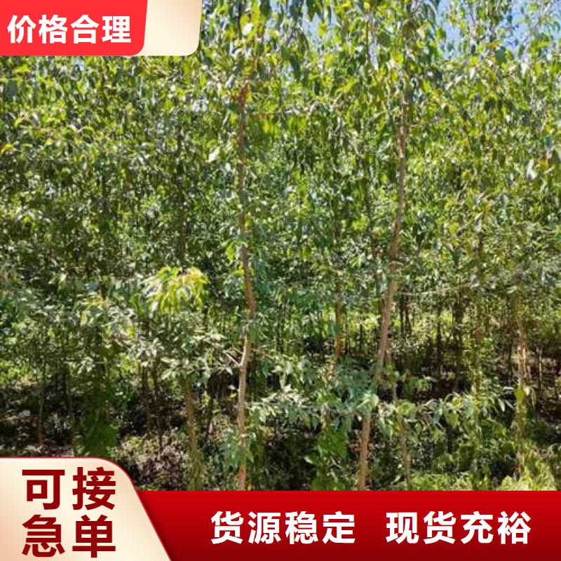 杜梨玉露香梨树苗定制零售批发