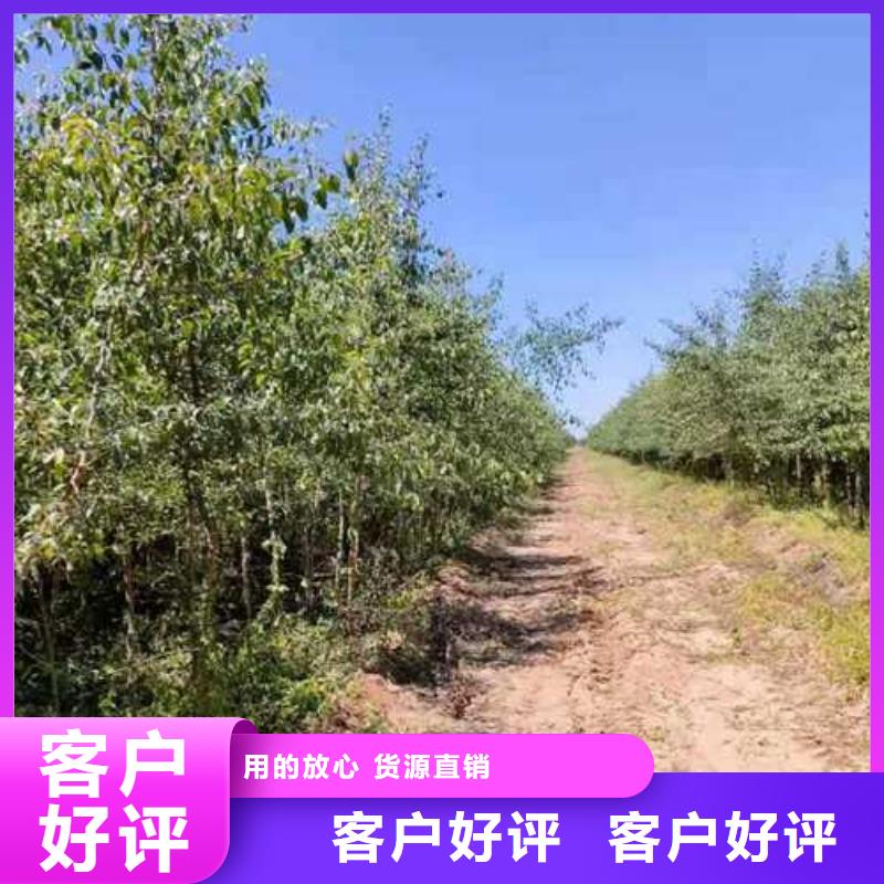 杜梨_山桃苗快捷的物流配送