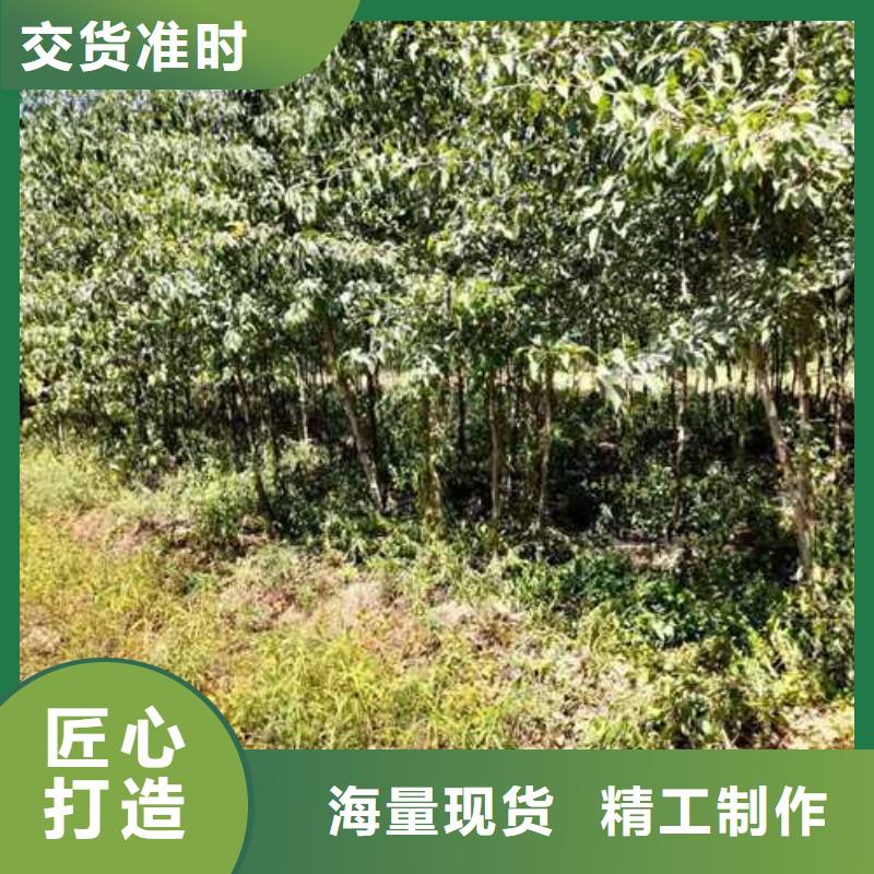 杜梨山桃苗细节决定成败