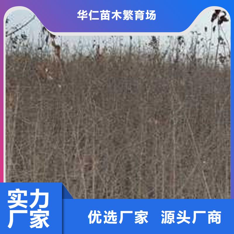 【杜梨玉露香梨树苗专业厂家】