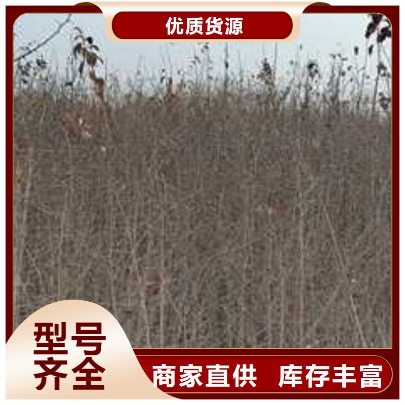 【杜梨新梨7号梨树苗专业厂家】