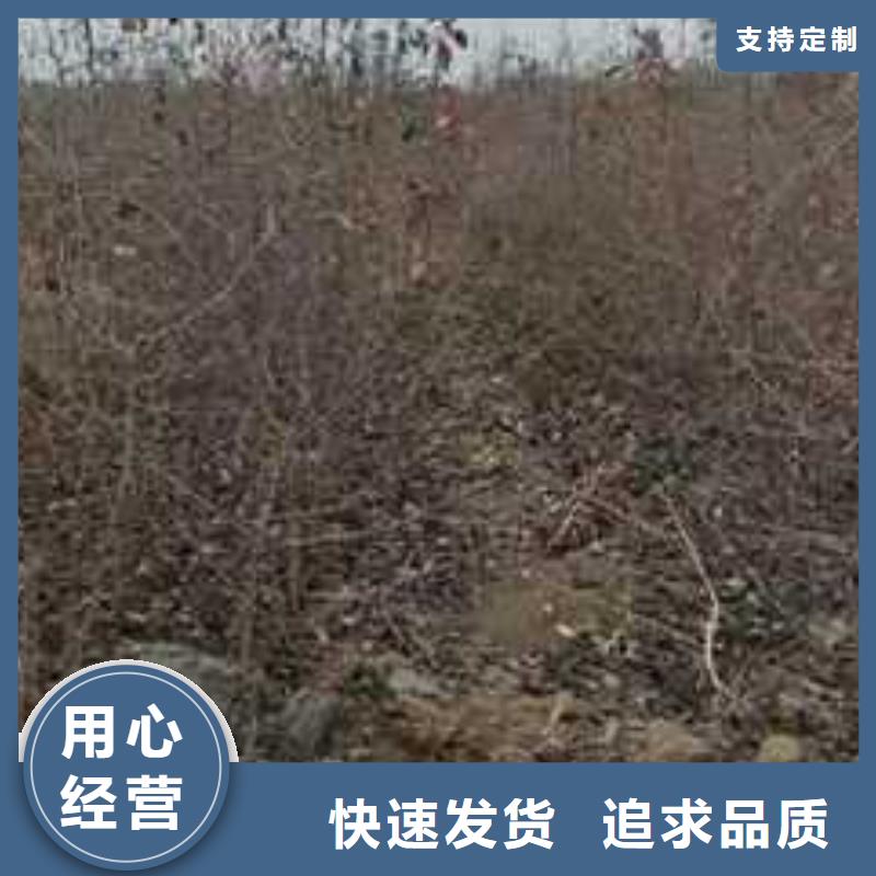 杜梨梨树苗基地发货及时