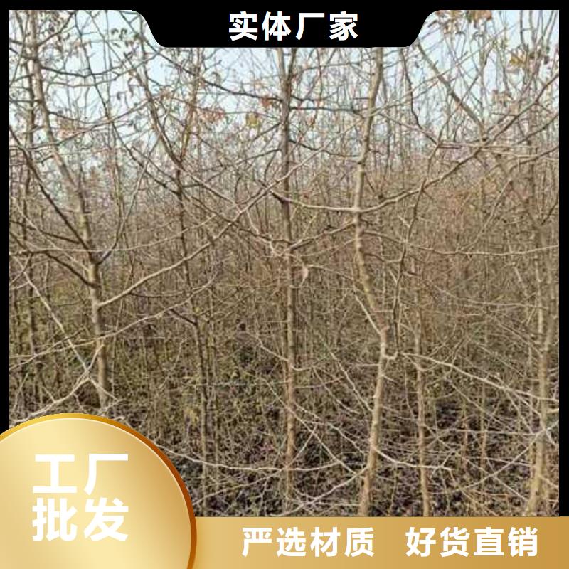 杜梨,【玉露香梨树苗】应用领域