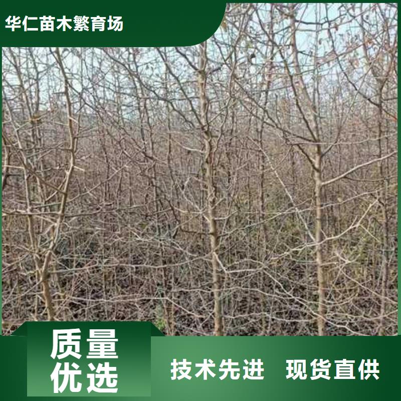 杜梨梨树苗基地现货充足量大优惠