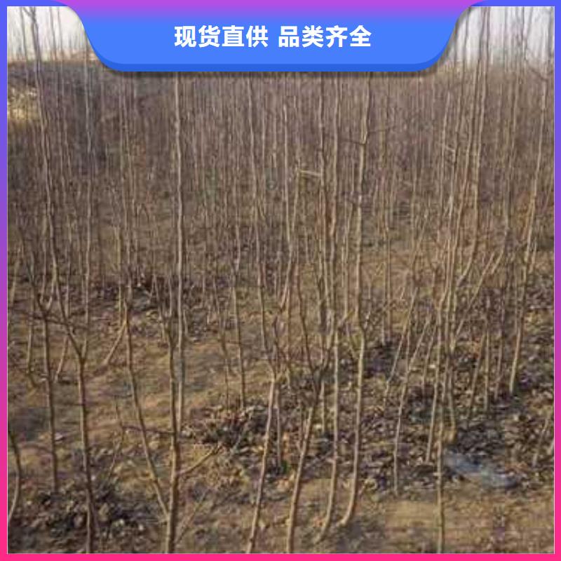 杜梨梨树苗基地检验发货