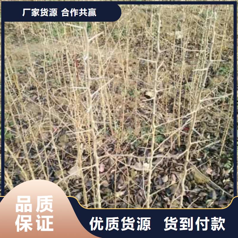 杜梨皇冠梨树苗高质量高信誉